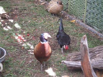 0070922_foire_koumac_18