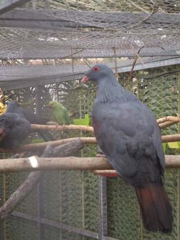 0070922_foire_koumac_19