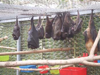 0070922_foire_koumac_20