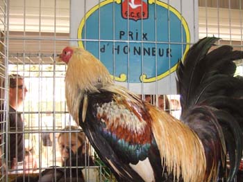 0070922_foire_koumac_21