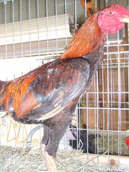 0070922_foire_koumac_22