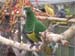 0070922_foire_koumac_16
