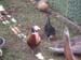 0070922_foire_koumac_18