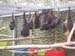 0070922_foire_koumac_20